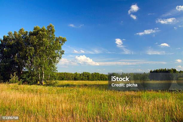 Paesaggio Estivo - Fotografie stock e altre immagini di Albero - Albero, Ambientazione esterna, Ambientazione tranquilla