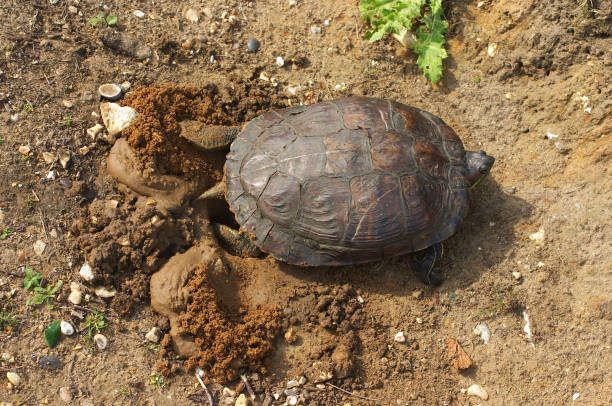 Portrait of a male Hermann's tortoise - Testudo Hermanni