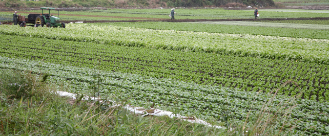 Asian Workers harvesting vegetables for commercial purposes. Cabbages and lettuce. Fall.
