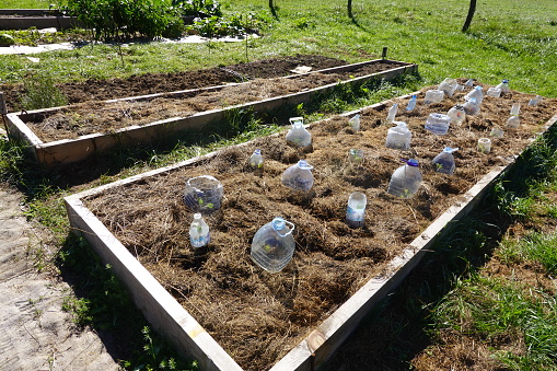 protected cultivation with water bottles in a raised wooden bed in the organic vegetable garden. planting in the vegetable garden at home