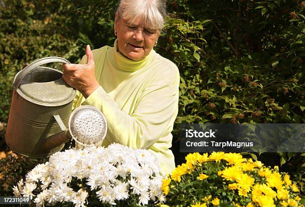 をそそる夏の花 - 年配の女性のストックフォトや画像を多数ご用意 - 年配の女性, 水撒き, 注ぐ