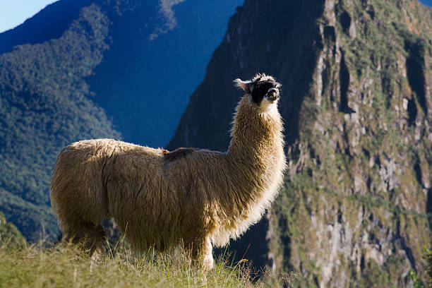 Closeup of an Alpaca (Vicugna pacos) in the Chimborazo National Park, Andes, Ecuador
