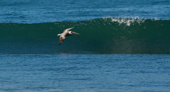 A pelican glides across a wave in California.