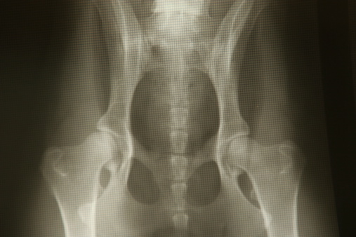 Xray of canine pelvis with grid texture