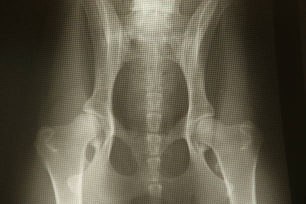 Xray of dog pelvis stock photo