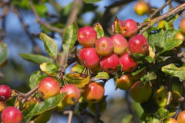 Branch with crab apple fruits and yellowed leaves isolated on white background. Malus sylvestris, European crab apple, also known as the European wild apple or simply the crab apple