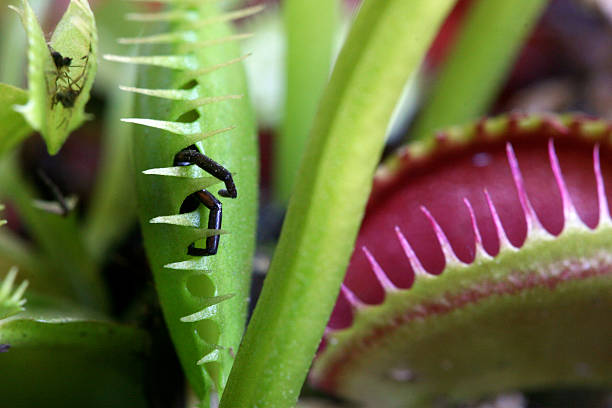 Venus Fly Trap with Victims. stock photo