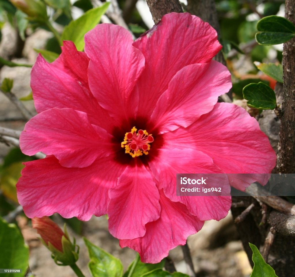 Fleur rose - Photo de Arbre en fleurs libre de droits