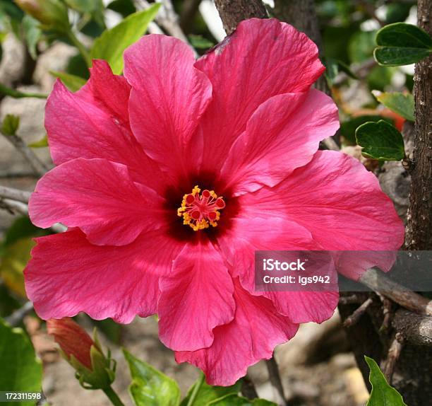Photo libre de droit de Fleur Rose banque d'images et plus d'images libres de droit de Arbre en fleurs - Arbre en fleurs, Beauté, Beauté de la nature