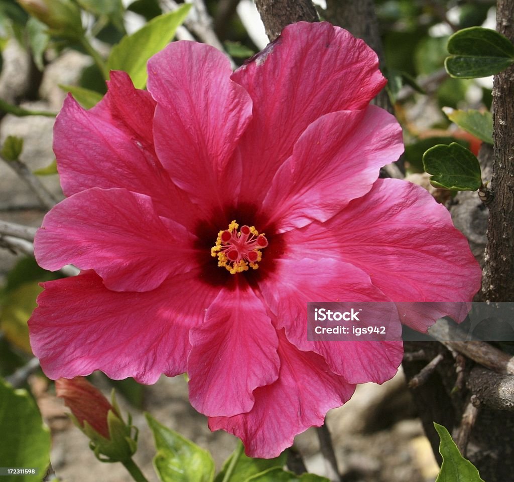 Flor-de-rosa - Royalty-free Ao Ar Livre Foto de stock