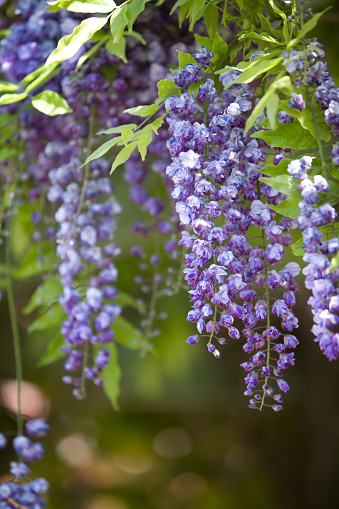 Purple Wisteria flowers alongside new spring growth. Very shallow focus.