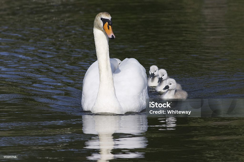 Łabądź niemy Cygnus olor Matka z trzech cygnets - Zbiór zdjęć royalty-free (Bez ludzi)