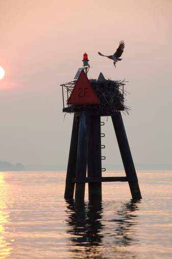 An osprey with a fish in its talons brings home dinner for the wife and kids.