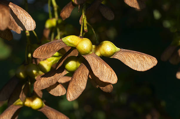 당근과 시카모어 acer pseudoplatanus 씨앗류 - maple green maple keys tree 뉴스 사진 이미지