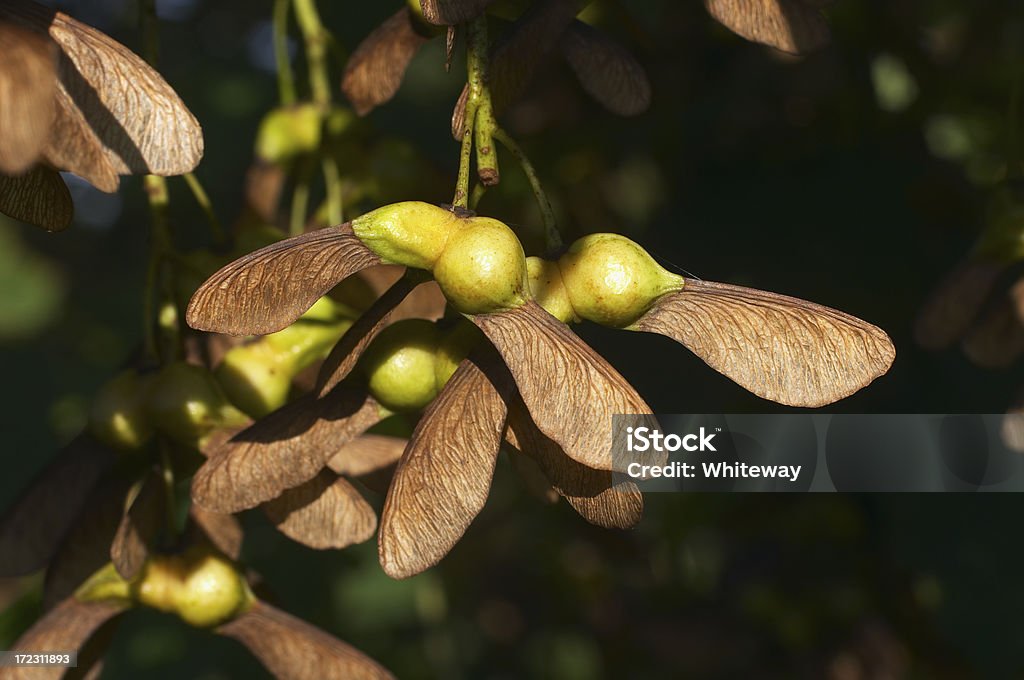 Висячие �Сикамор Acer pseudoplatanus семена - Стоковые фото Явор роялти-фри