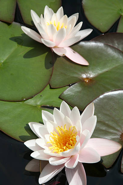 istock white waterlillys in the sunlight 172312047