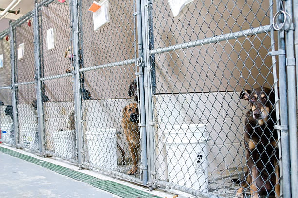 Dogs Awaiting Adoption Dogs awaiting adoption in kennels kennel stock pictures, royalty-free photos & images