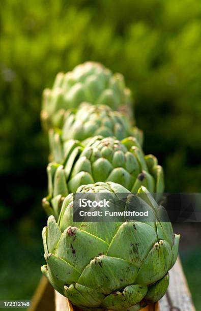 Photo libre de droit de Artichauts Fraîchement Récoltés Green Jardin De Légumes Bio De Lintérieur Et Des Plats Équilibrés banque d'images et plus d'images libres de droit de Aliment