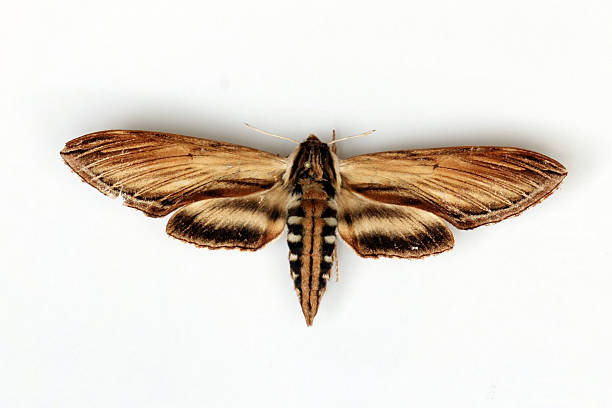 istock Laurel Sphinx Butterfly Isolated on White Background 172312212