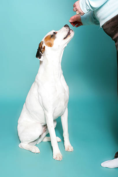 istock Boxer Dog Treats 172312219