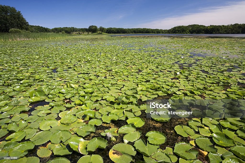 Lago com Lillies - Royalty-free Parque estatal Foto de stock
