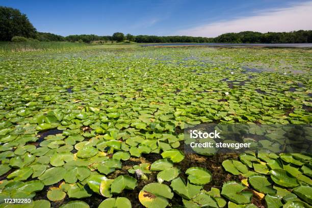 Foto de Lago De Lírios e mais fotos de stock de Parque Estadual - Parque Estadual, Illinois, Flor