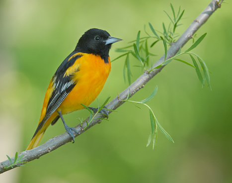 Beautiful pose of a male Baltimore Oriole in Central Wisconsin