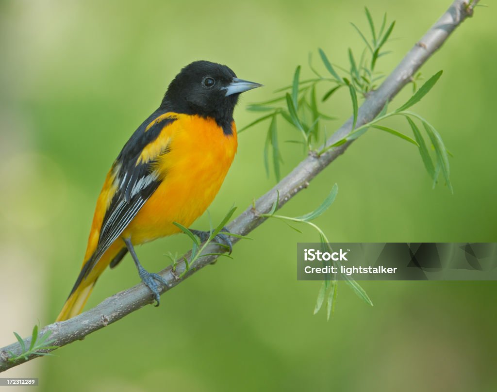 Baltimore Oriole Beautiful pose of a male Baltimore Oriole in Central Wisconsin Northern Oriole Stock Photo