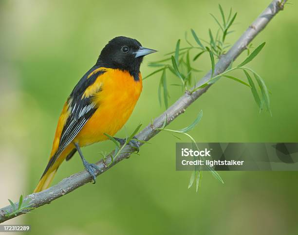 Baltimore Oriole Stock Photo - Download Image Now - Northern Oriole, Bird, Animal Body Part
