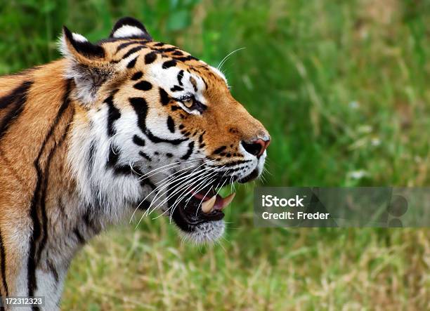 Tigre - Fotografias de stock e mais imagens de Animal - Animal, Animal selvagem, Cabeça de animal