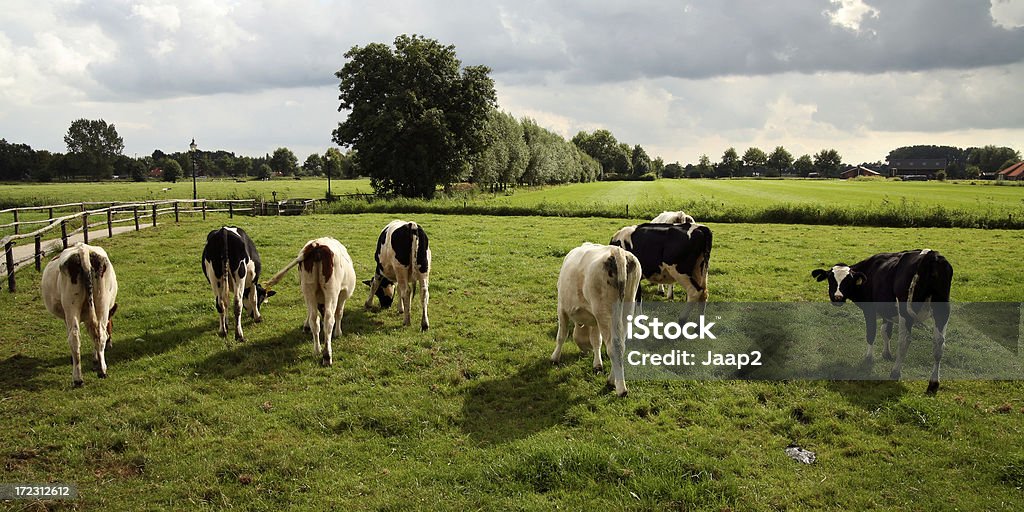 Mucche al pascolo nel terreno agricolo olandese, uno sguardo indietro alla macchina fotografica - Foto stock royalty-free di Agricoltura