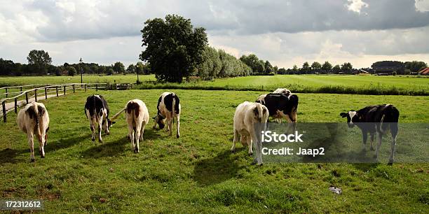 Pastar Vacas Em Neerlandês Terras Um Olhar Para A Câmara - Fotografias de stock e mais imagens de Agricultura