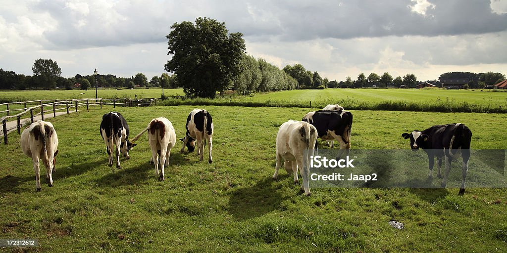 Пастьба всех кантонах в голландский Сельский, глядя обратно в камеру - Стоковые фото Белый роялти-фри