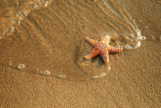 l'estate - pentagonaster starfish foto e immagini stock