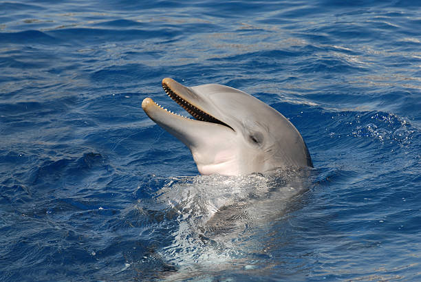 Dolphin smiling with closed eyes stock photo