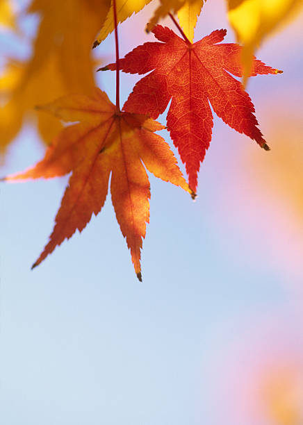 istock Close up of autumn leaves 172312872