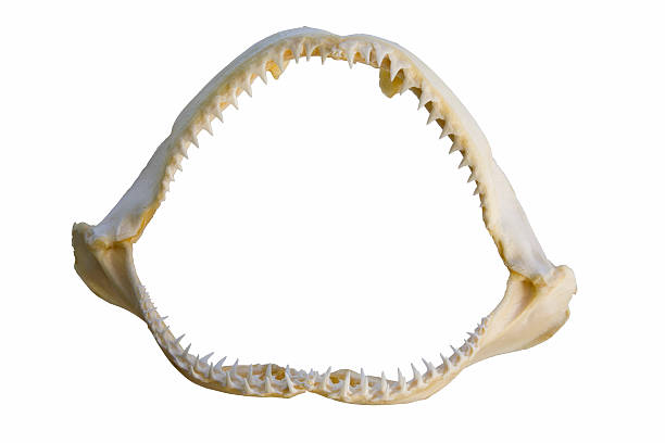 Shark Jaws Shark Jaws isolated on white background. animal jaw bone stock pictures, royalty-free photos & images