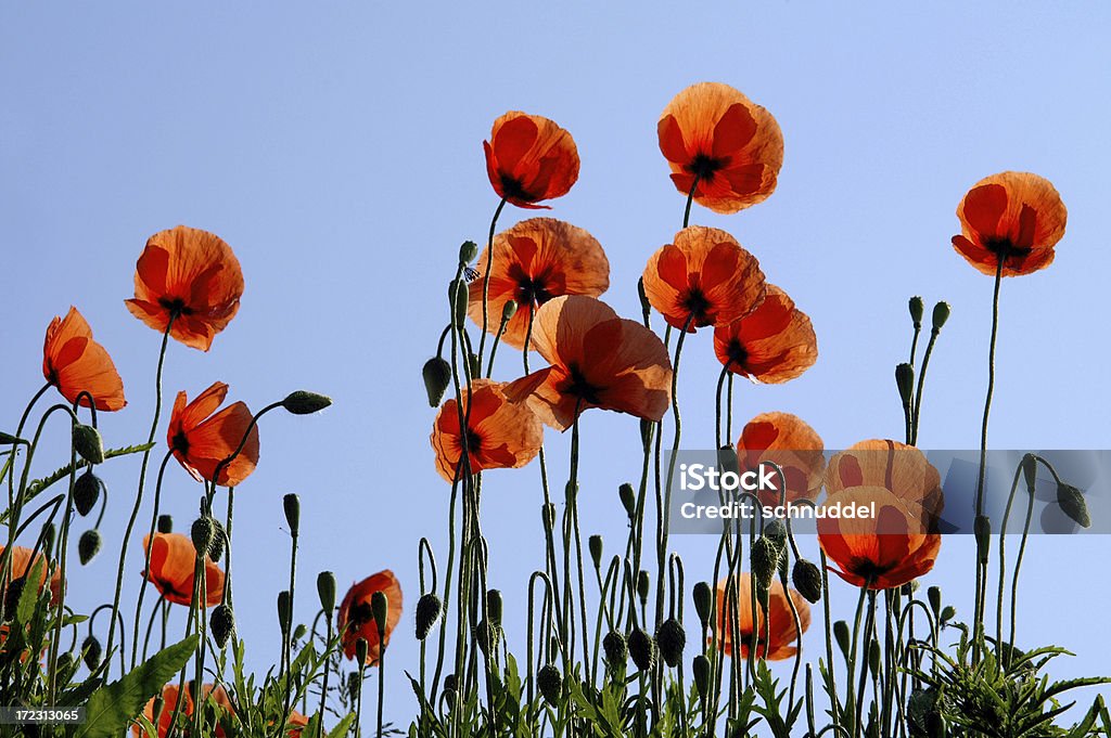 Poppy en la barra de luz - Foto de stock de Actividades recreativas libre de derechos