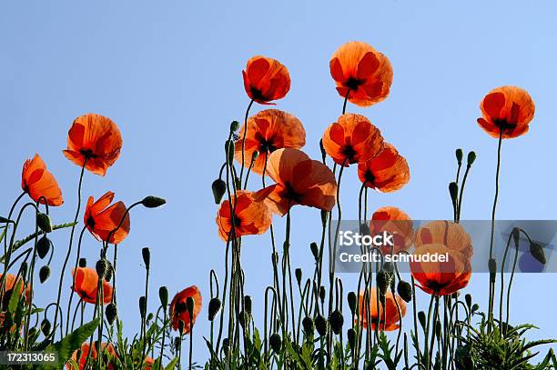 Poppy En La Barra De Luz Foto de stock y más banco de imágenes de Actividades recreativas - Actividades recreativas, Aire libre, Amapola - Planta