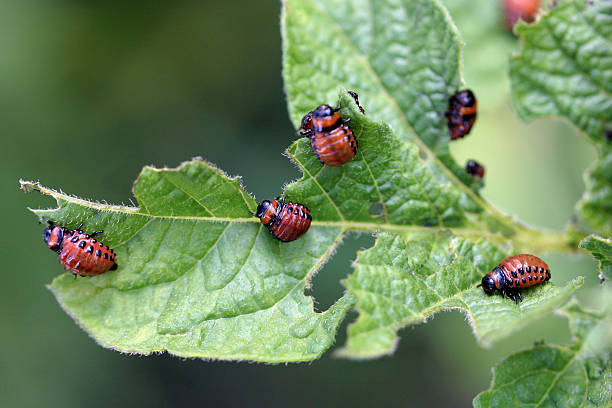 istock Close-up of aphids eating a leaf 172313355