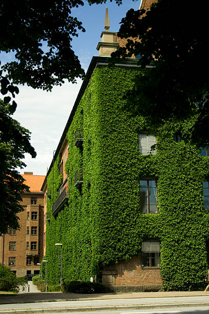 istock House with green plants growing on it 172313538
