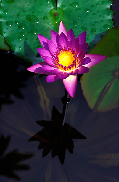 istock pink lotus water lily 172313636