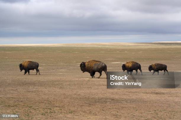 Foto de Quatro Bison Pela Paisagem e mais fotos de stock de Andar - Andar, Animal, Animal selvagem