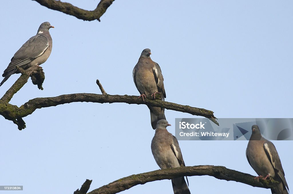 Wood Tauben Columba palumbus wie musikalischen Notizen gegen den Himmel - Lizenzfrei Bildschärfe Stock-Foto