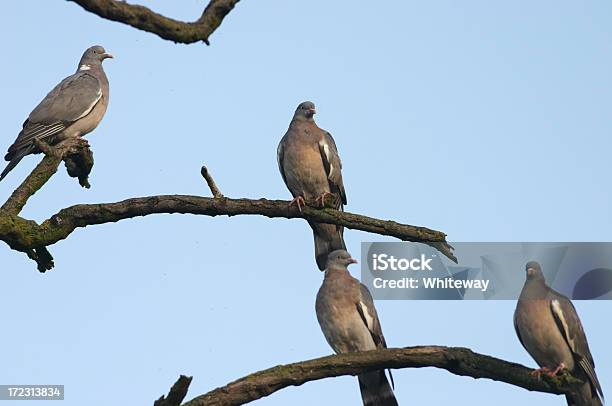 Wood Tauben Columba Palumbus Wie Musikalischen Notizen Gegen Den Himmel Stockfoto und mehr Bilder von Bildschärfe