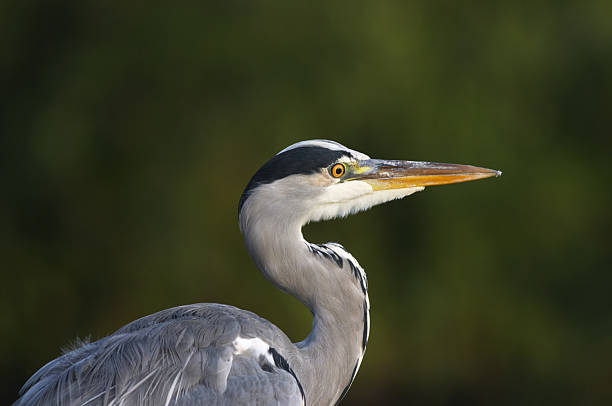 sharp-eyed grigio airone primo piano - gray heron foto e immagini stock