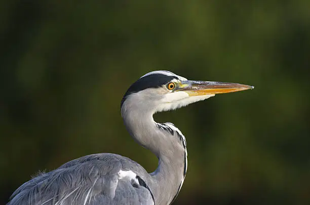 Adult grey heron (Ardea cinerea) picked out by early morning light. Selective focus highlights the yellow eye, even green bokeh as background.