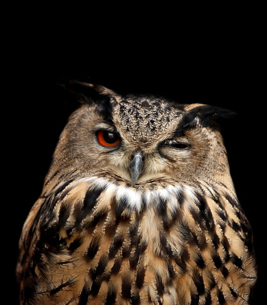 Frontal Close-up view of an Eurasian eagle-owl (Bubo bubo)