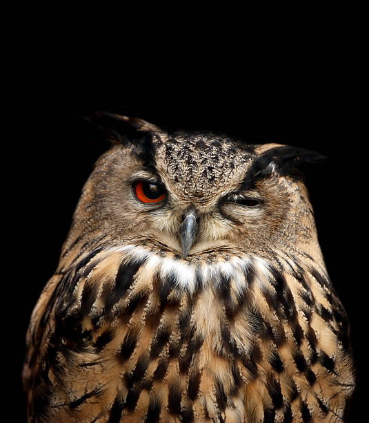 eagle owl eagle owl isolated on black with one eye closed owl stock pictures, royalty-free photos & images