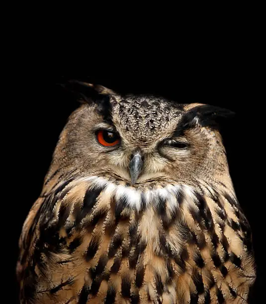 eagle owl isolated on black with one eye closed